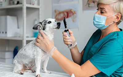 Microchipping for Exotic Pets: What You Need to Know