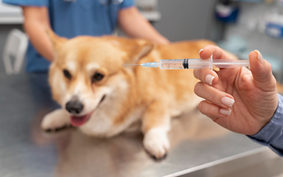 Do Indoor Pets Need Vaccines? Yes—Here’s Why!