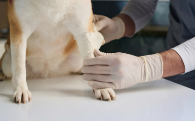 Pet First Aid Basics: What to Do Before You Reach the Vet
