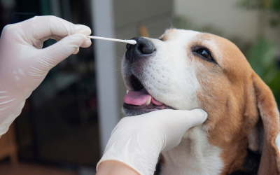 Why Regular Parasite Testing Is Essential for Your Pet’s Health