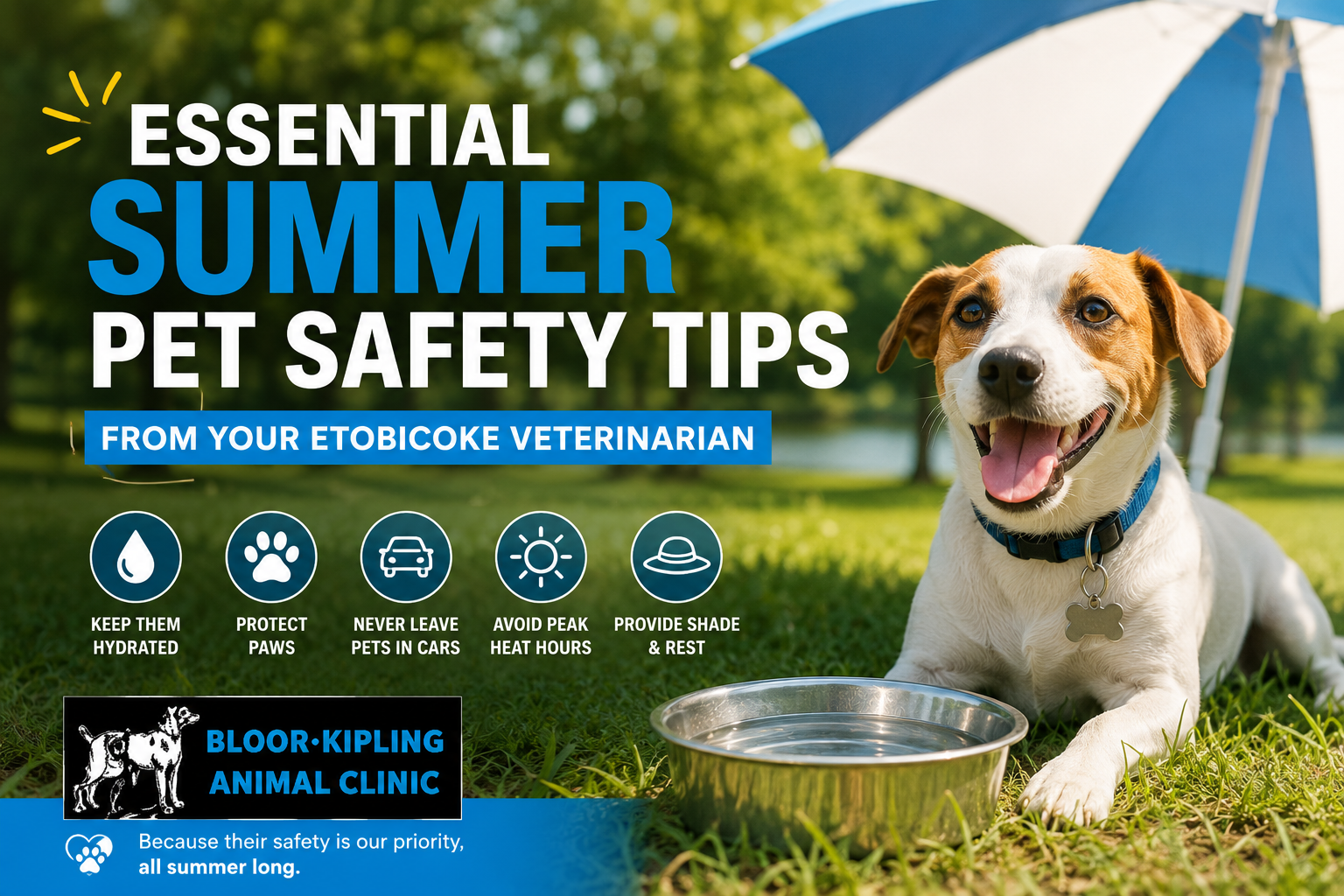 Essential Summer Pet Safety Tips from Your Etobicoke Veterinarian