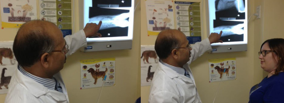Bloor-Kipling Animal Clinic
