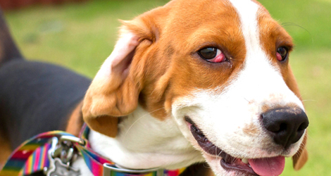 Cherry Eye Surgeries