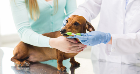Pet Dental Cleaning & Tooth Extraction