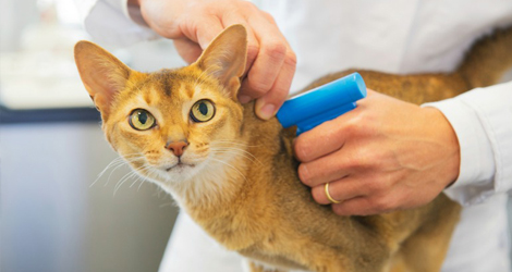 Pet Microchip Implantation