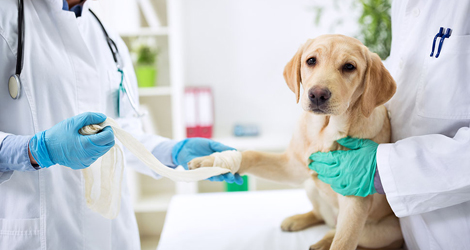 Pet Physical Exam & Vaccinations