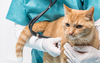 6 Signs When Your Cat Needs Vet Consultation 