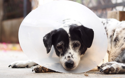 Top 5 Reasons To Consider Spaying & Neutering Your Pets