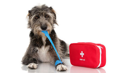First Aid Kit For Your Pets