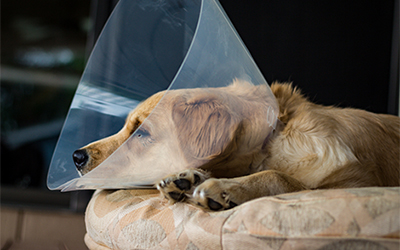 What are the Benefits of Spaying or Neutering your Pets?