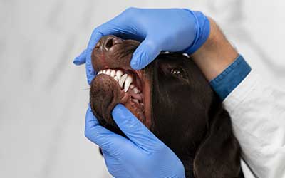Signs Your Pet Needs Dental Care: Recognizing Oral Health Issues in Dogs and Cats