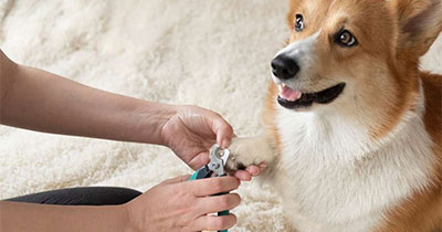 DIY vs. Professional Pet Nail Trimming: What's Best for Your Etobicoke Pet?