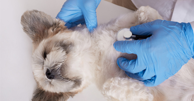 Spotting the Signs: When Your Pet Might Need Parasite Testing