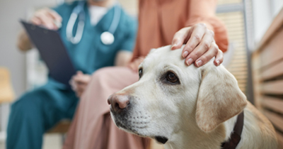 Senior Pet Care: Navigating the Unique Health Needs of Aging Companions