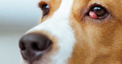 Common Myths and Misconceptions About Cherry Eye Debunked